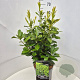 Prunus l. 'Novita' 60-80 cm 10L