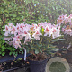 Rhododendron 'Cosmopolitan' 50-60 cm 7,5L
