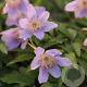 Anemone nem. 'Robinsoniana' GM P9
