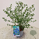 Ceanothus impressus 'Victoria' 30-35 cm 2,5L