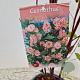 Ceanothus pallidus 'Marie Simon' 45-50 cm 2,5L met stok