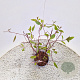 Ceanothus pallidus 'Marie Simon' 45-50 cm 2,5L met stok