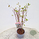 Ceanothus pallidus 'Marie Simon' 45-50 cm 2,5L met stok