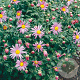 Chrysanthemum (R) 'Clara Curtis' GM P9