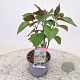 Clerodendrum trichotomum 30-35 cm 3,0L