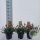 Diascia Gemengd 20-25 cm 2,0L