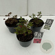Astilbe Gemengd 35-40 cm rozenpot 2L vierkant