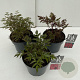 Astilbe Gemengd 45-50 cm rozenpot 3L vierkant