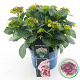 Hydrangea m. Lady Mata Hari 25-30 cm 3,5L rose