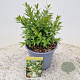 Ligustrum vulg. 'Lodense' 25-30 cm 4,0L