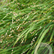 Melica uniflora albida GM P9