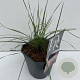 Muhlenbergia capillaris 35-40 cm 2,0L vierkant