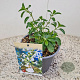Salvia micr. 'Gletsjer' 10-20 cm 2,5L