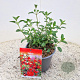 Salvia 'Royal Bumble' 10-20 cm 2,5L