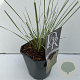 Stipa gigantea 45-50 cm 2,0L vierkant