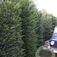 Taxus baccata 350-400 cm draadkluit solitair