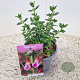 Teucrium lucidrys 10-15 cm 2,5L