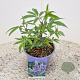Vitex agnus-castus 20-25 cm 3,0L