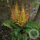 Dryopteris wall. Jurassic Gold GM  P11