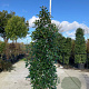 Photinia fraseri 'Red Robin' 200-250 cm cont. 70L meerstammig