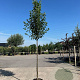 Pyrus calleryana 'Chanticleer' 16-18 HO 45L