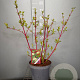 Cornus alba 'Sibirica' 60-80 cm 7,5L