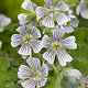 Geranium renardii GM P9