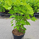 Hydrangea a. 'Annabelle' 30-40 cm 5,0L