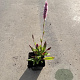 Persicaria aff. 'Superba' GM P9