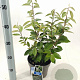 Elaeagnus ebbingei 30-40 cm 3,0L