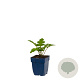 Acanthus mollis GM  P11