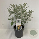 Brachyglottis 'Sunshine' 15-20 cm P17