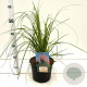 Cortaderia s. 'Rosea' 60-80 cm 4,0L