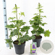 Delphinium (E) M. Fountains Series 20-30 cm 2,0L