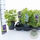 Delphinium (E) M. Fountains Series 20-30 cm 2,0L