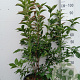 Euonymus europaeus 'Red Cascade' 100-125 cm 20L
