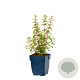 Fuchsia 'Riccartonii' GM  P11