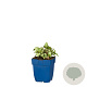 Lamium mac. 'Beacon Silver' GM  P11