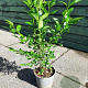 Ligustrum ovalifolium 50-60 cm 2,0L