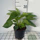 Rudbeckia f. 'Goldsturm' GM 2,0L