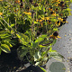 Rudbeckia f. 'Goldsturm' GM 2,0L