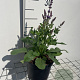 Salvia nem. 'Blaukönigin' GM 2,0L