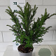 Taxus baccata 50-60 cm 3,5L