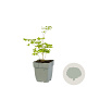 Thalictrum del. 'Hewitt's Double' GM  P11
