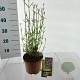 Verbena bon. 'Royal Dreams' GM 2,0L