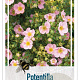 Potentilla fruticosa 'Pink Queen' 25-30 cm 3,5L