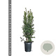 Taxus media 'Hicksii' 60-80 cm 4,0L