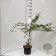 Acer pal. 'Dissectum' 30-40 cm 5,0L