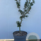 Acer pal. 'Shishigashira' 40-50 cm 5,0L