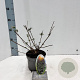 Buddleja d. 'Black Knight' 30-40 cm 2,0L